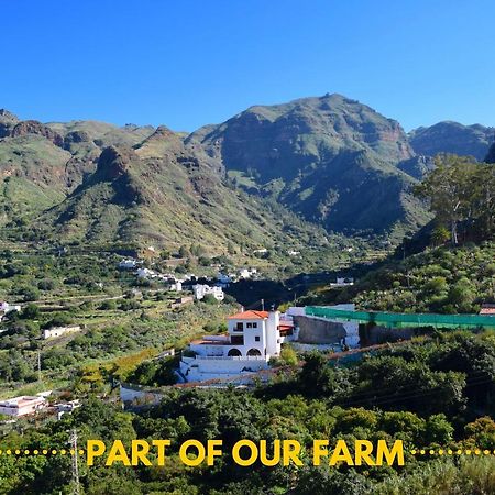 Casa Camino Tamadaba Daire Agaete  Dış mekan fotoğraf