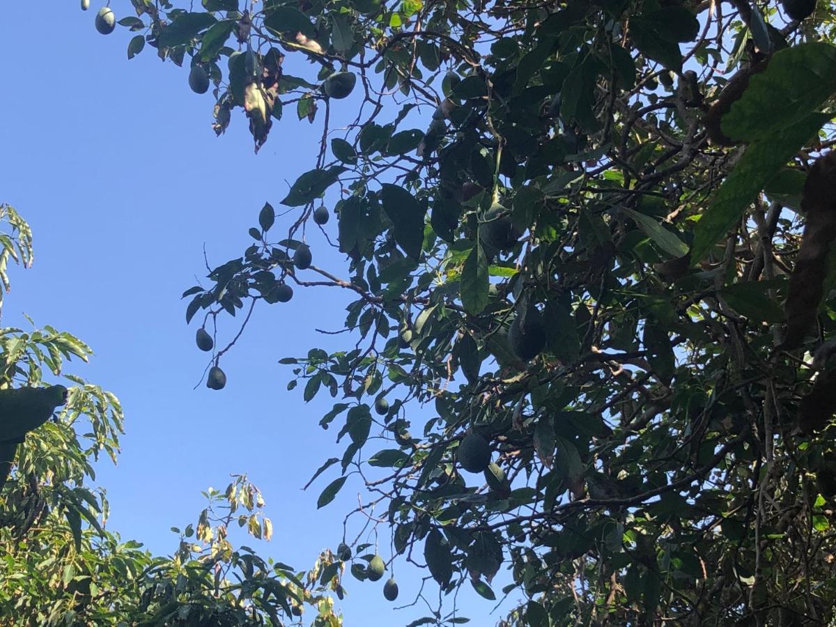 Casa Camino Tamadaba Daire Agaete  Dış mekan fotoğraf
